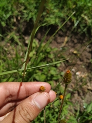 Bidens pilosa