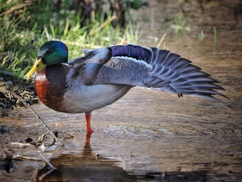 Mallard photographed in Colorado