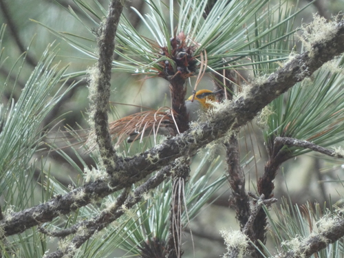 Olive Warbler (Peucedramus taeniatus), photo 1