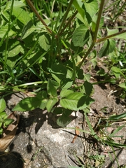 Bidens pilosa