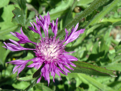 Centaurea napifolia