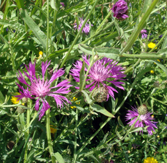 Centaurea napifolia