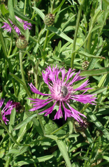 Centaurea napifolia