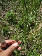 Bidens pilosa