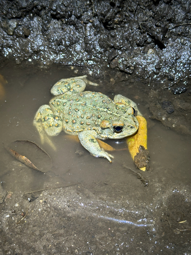 iNaturalist observation photo of Western Toad