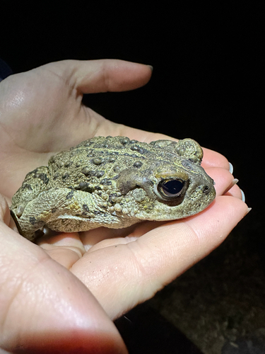 iNaturalist observation photo of Western Toad