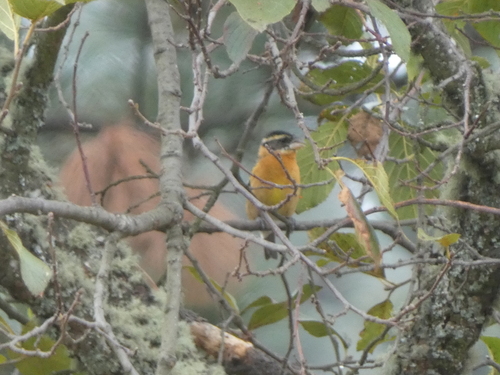 Black-headed Grosbeak (Pheucticus melanocephalus), photo 4