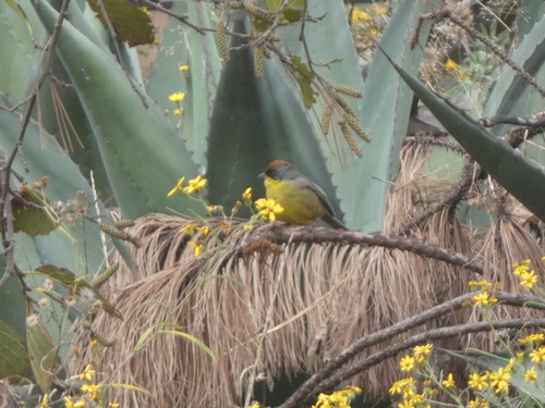 Rufous-capped Brushfinch (Atlapetes pileatus)