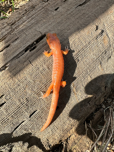 iNaturalist observation photo of Monterey Ensatina