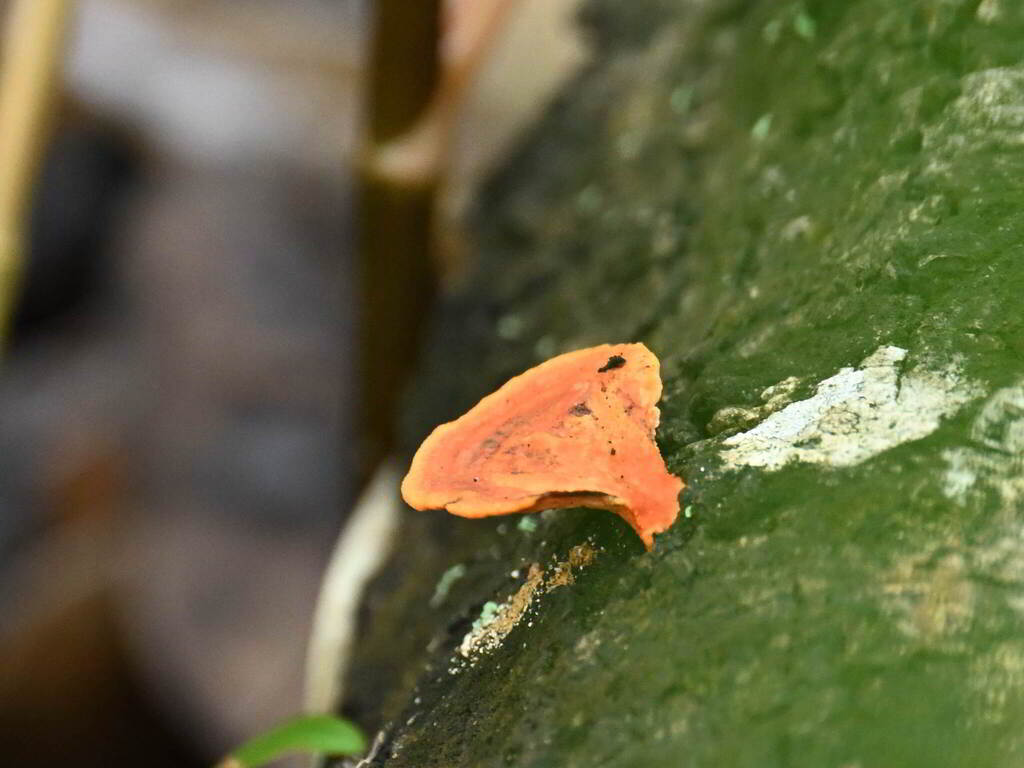Trametes sanguinea · January 2026 · photo: © dvollmar (iNaturalist, cc0)