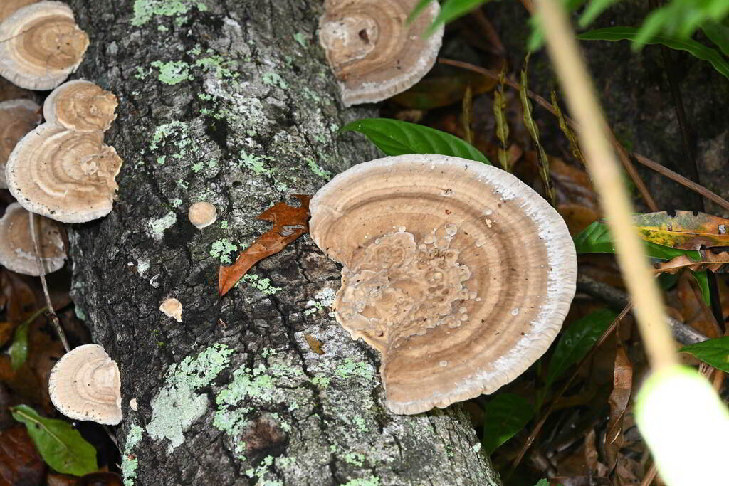 Trametes cubensis · January 2026 · photo: © dvollmar (iNaturalist, cc0)