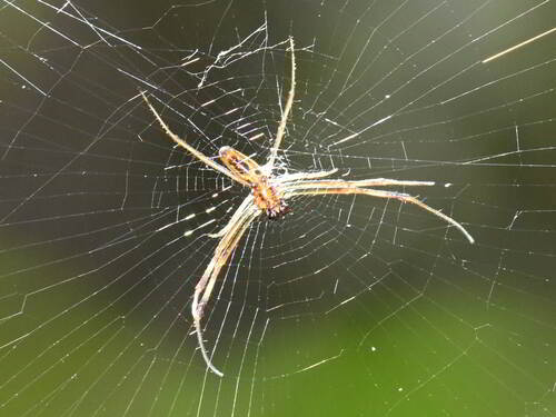 Golden Silk Spider photo 6