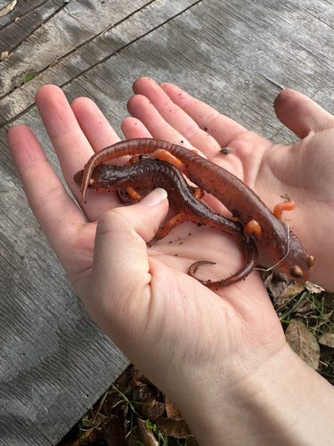 iNaturalist observation photo of Monterey Ensatina