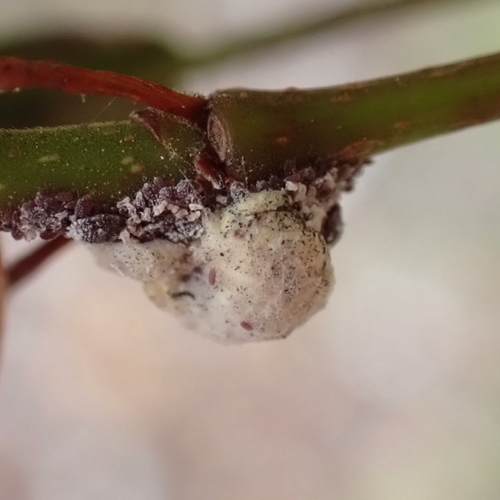 Lebbeck mealybug