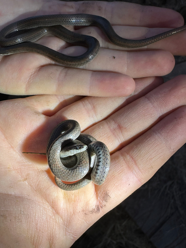 iNaturalist observation photo of Common Sharp-tailed Snake