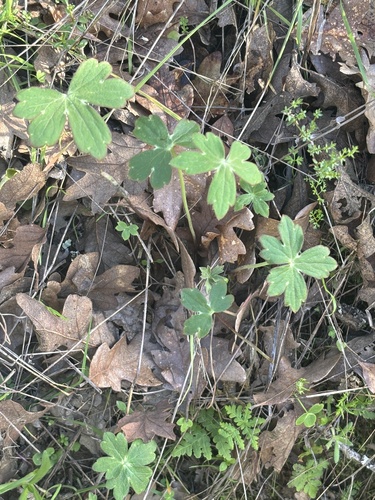 Red Larkspur foliage