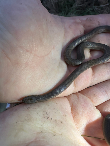 iNaturalist observation photo of Common Sharp-tailed Snake
