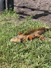 Iguana iguana