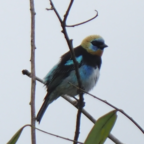 Golden-hooded Tanager (Stilpnia larvata), photo 5