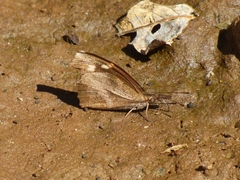 Libythea