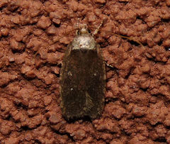 Agonopterix clemensella
