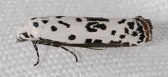 Ethmia bittenella