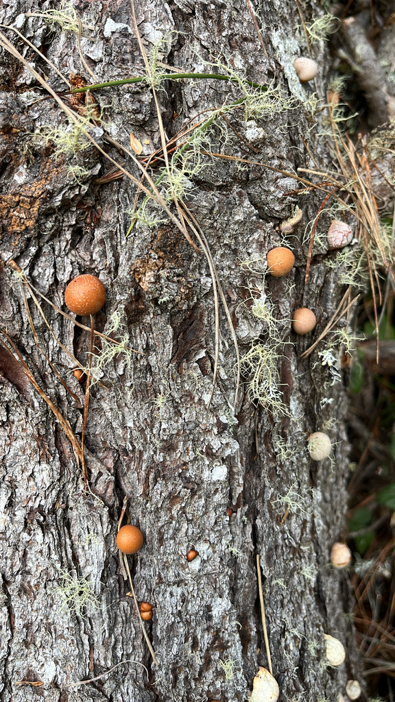 Cryptoporus volvatus · January 2026 · photo: © htasoff (iNaturalist, cc-by-nc)