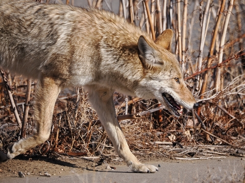 Coyote photographed in Colorado