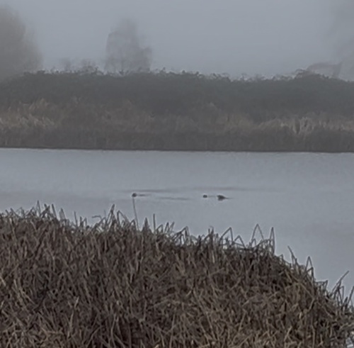 North American River Otter