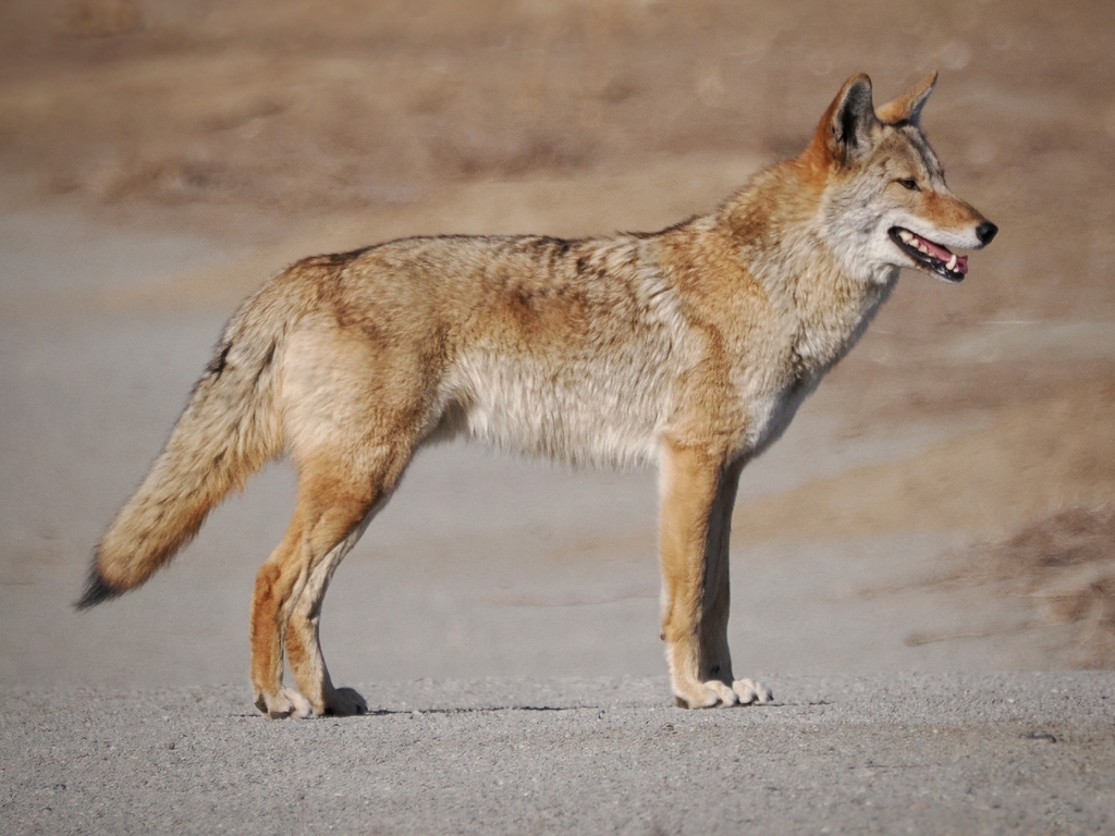 Coyote standing in clean profile on pale ground, Lafayette, Colorado