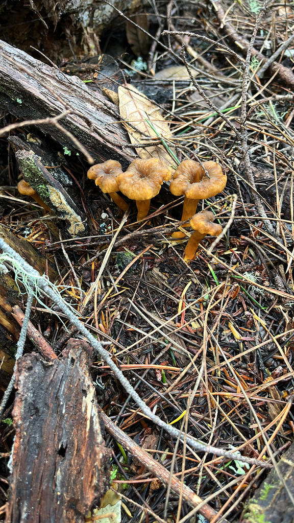 Craterellus tubaeformis · January 2026 · photo: © htasoff (iNaturalist, cc-by-nc)