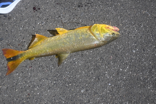 Golden dorado (Salminus brasiliensis) — Bryconidae — 3