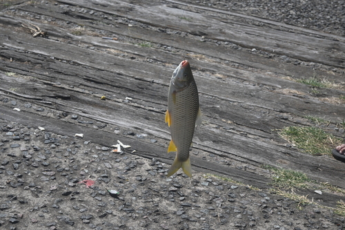 Piava (Leporinus obtusidens) — Anostomidae — 5