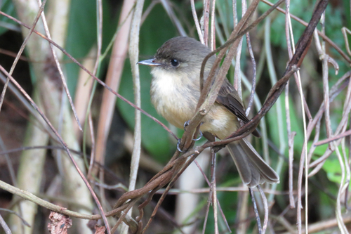 Lesser Antillean Pewee (Contopus latirostris)