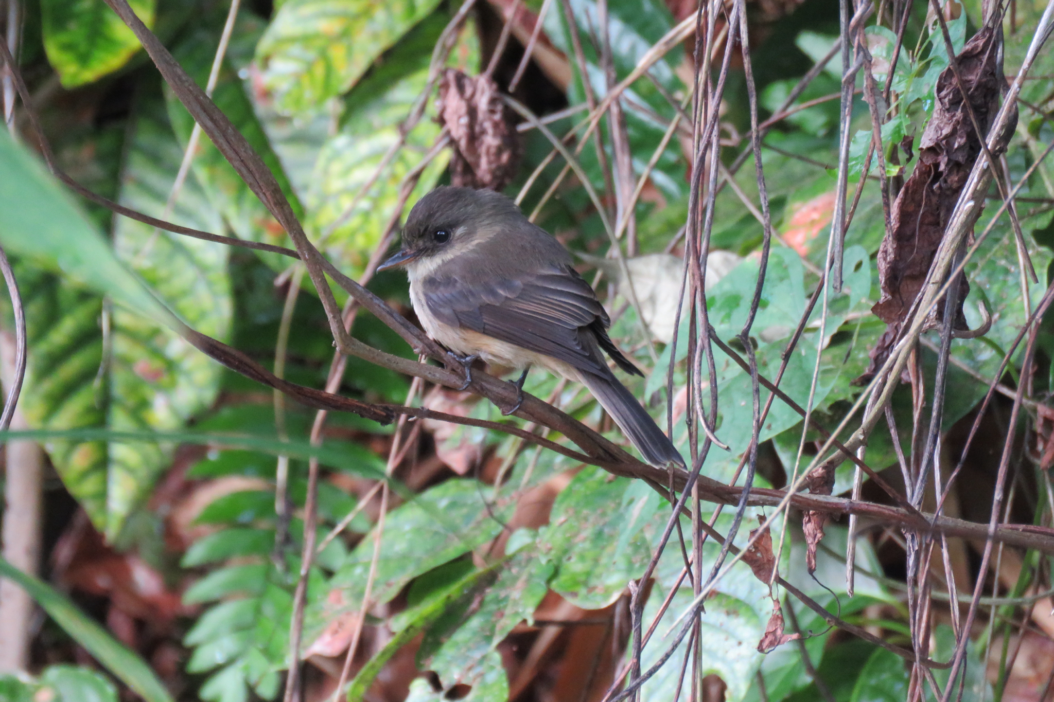 Lesser Antillean Pewee (Contopus latirostris), photo 2