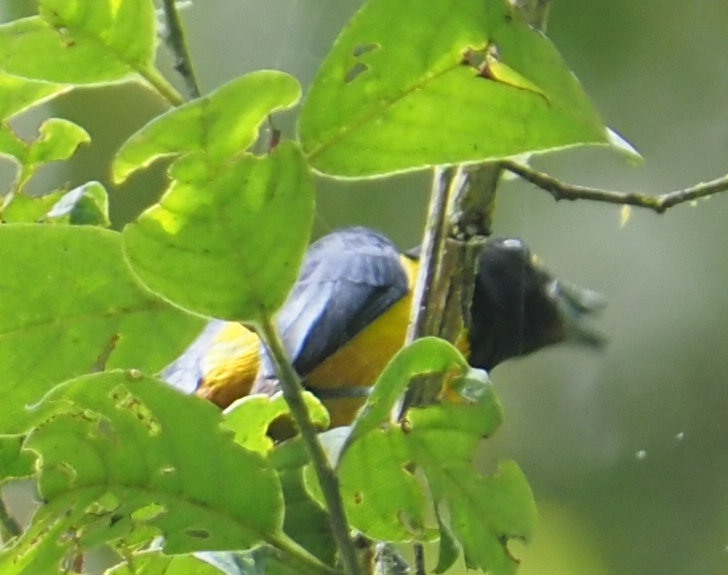 Fulvous-vented Euphonia (Euphonia fulvicrissa), photo 2
