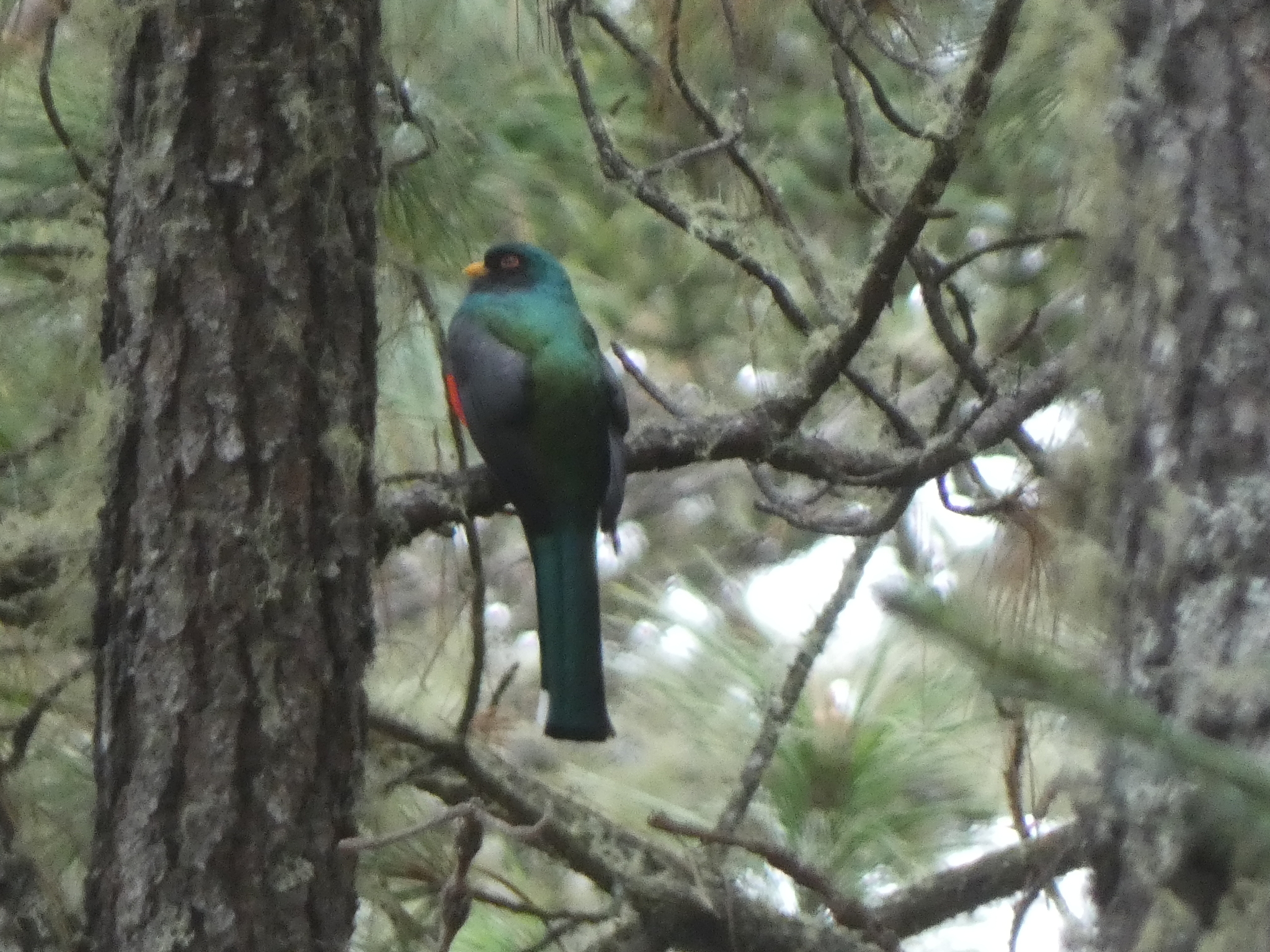 Mountain Trogon (Trogon mexicanus), photo 2