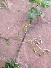 Senecio vulgaris
