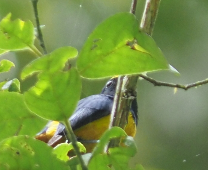 Fulvous-vented Euphonia (Euphonia fulvicrissa), photo 1