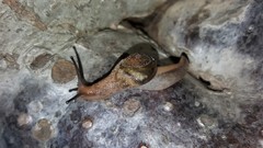 Helicarionoidea
