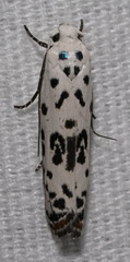Ethmia bittenella