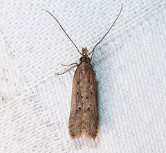 Dichomeris ligulella