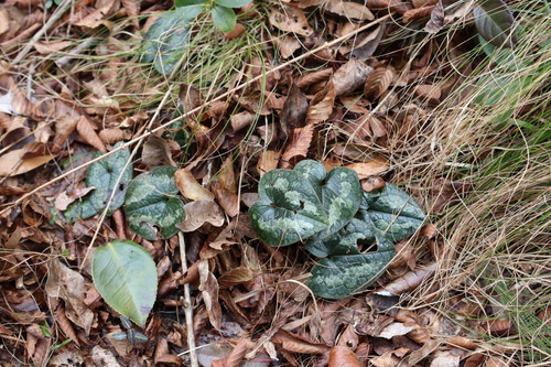 Asarum hexalobum iNat (3)