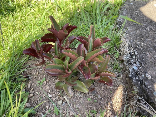 Kalanchoe sexangularis image