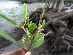 Laguncularia racemosa