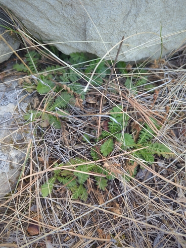 iNaturalist observation 2026-01-18