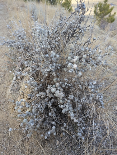 Unknown species found near Billings, MT, USA