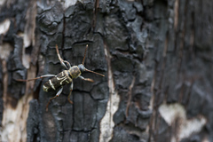 Xylotrechus ibex