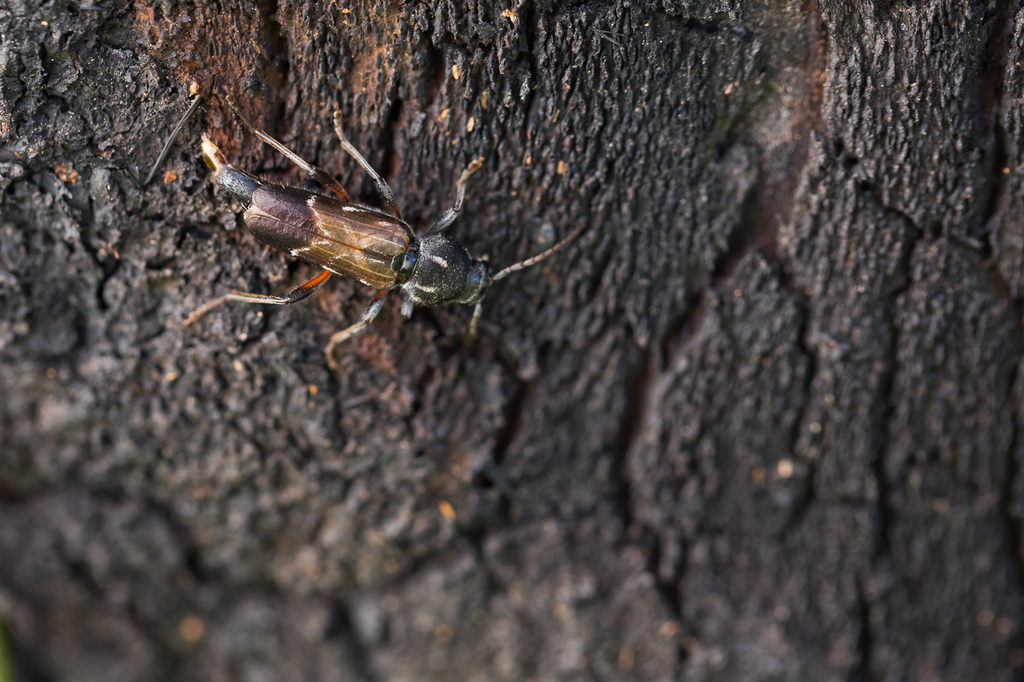 Xylotrechus hircus