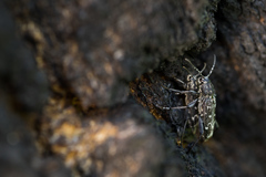 Xylotrechus rusticus